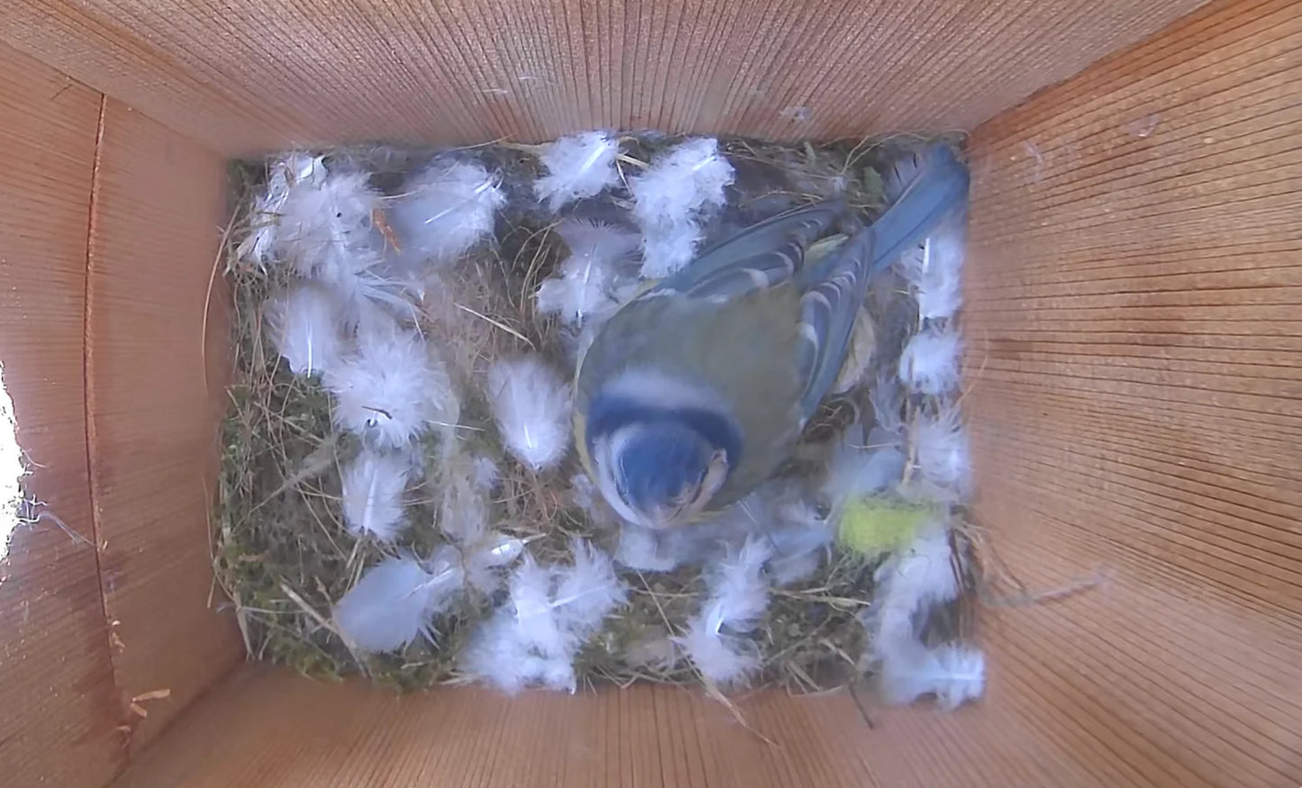 Solar Powered WiFi Bird Box Camera with Live Viewing