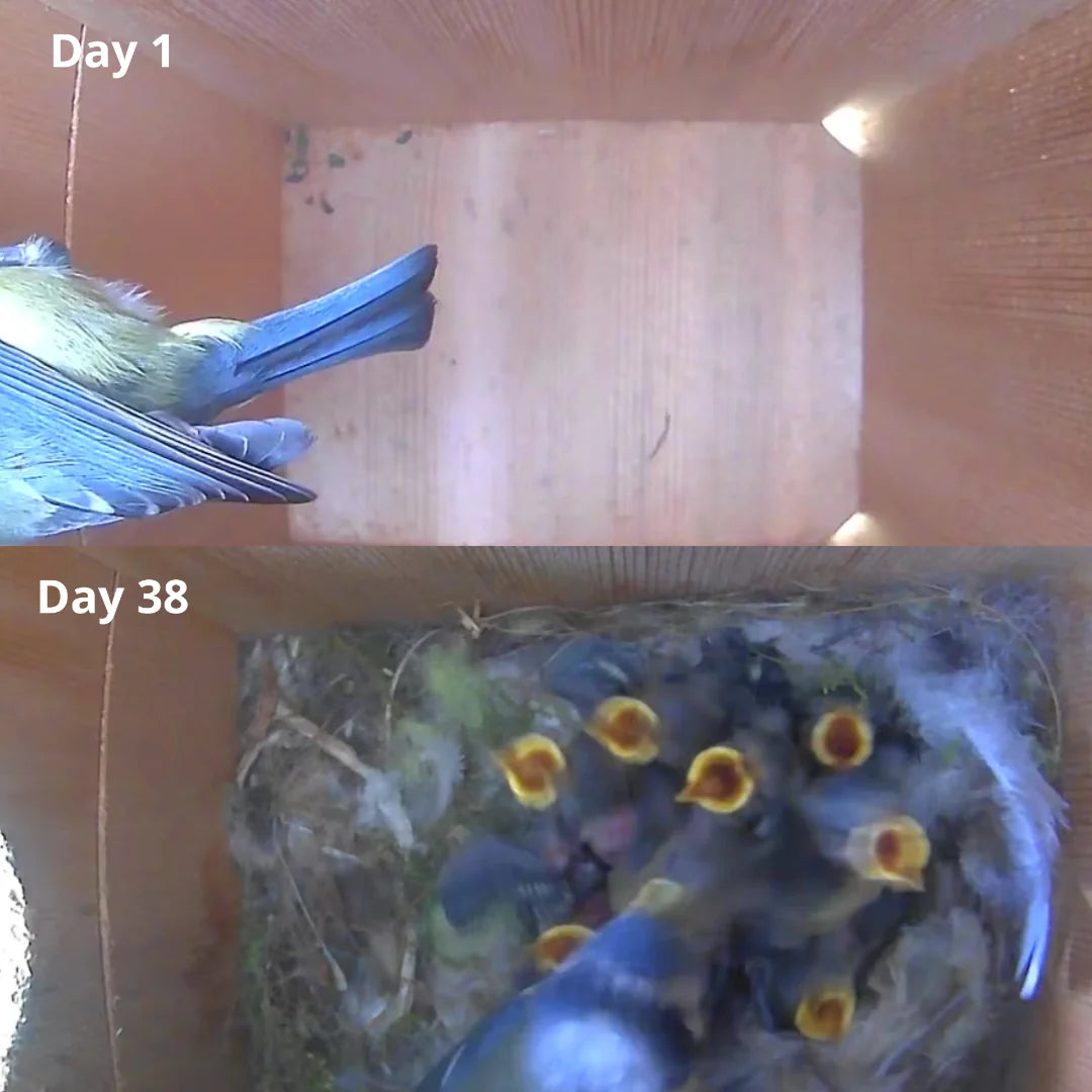 Solar Powered WiFi Bird Box Camera with Live Viewing